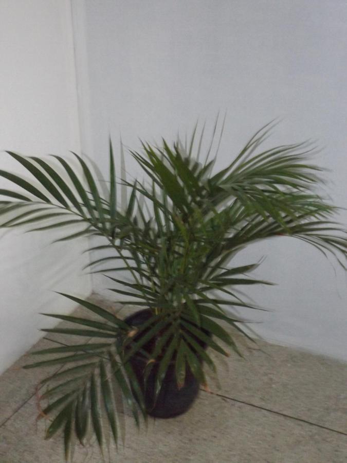 Cumbica Hostel Lize מראה חיצוני תמונה